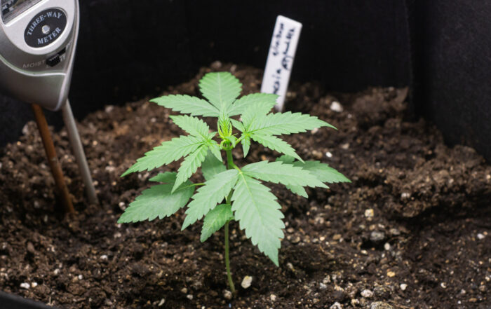 seedling cannabis