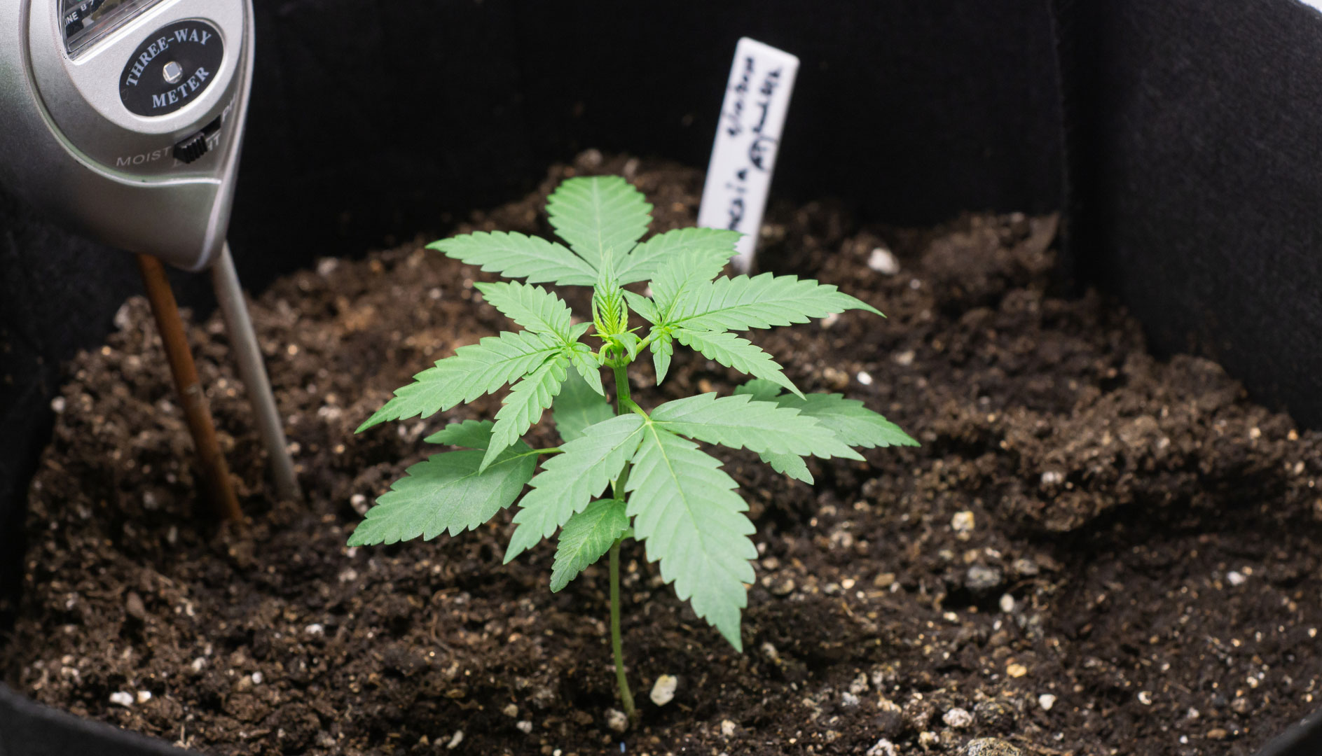 seedling_transplanted_cannabis seedling cannabis
