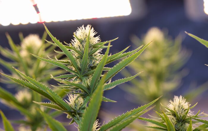 A bright lighting system illuminating cannabis plants in an indoor grow room, emphasizing the importance of light for photosynthesis, growth, and THC production.