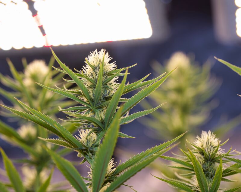 A bright lighting system illuminating cannabis plants in an indoor grow room, emphasizing the importance of light for photosynthesis, growth, and THC production.