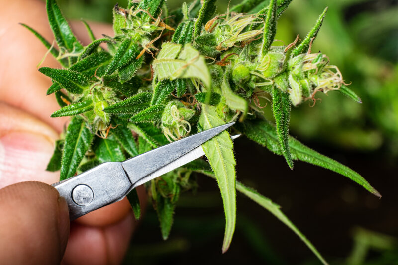 trimming cannabis buds with scissors close up.