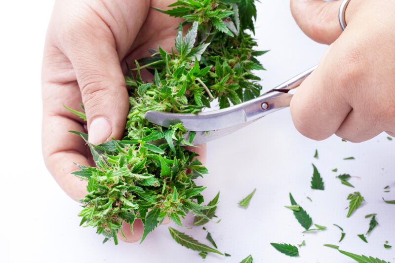 manicure cannabis bud, trimming marijuana leaves with scissors.