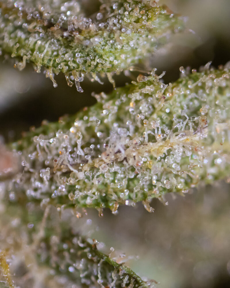 trichomes %30-%50 brown