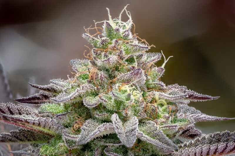  purple cannabis crystalized bud