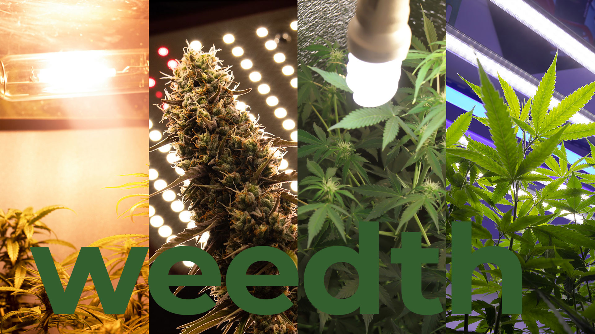 A split image showing four types of cannabis grow lights: HPS, LED, CFL, and fluorescent, with cannabis plants thriving under each lighting system. The Weedth logo is prominently displayed, emphasizing the variety of lighting options for optimal growth.