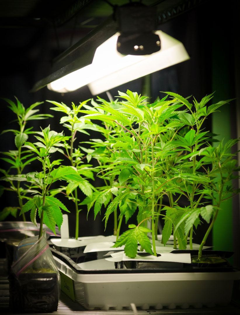cannabis seedlings