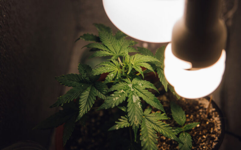 A cannabis plant growing under a Compact Fluorescent Light (CFL), with soft white lighting highlighting the plant's vibrant green leaves and healthy structure