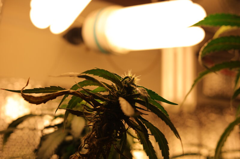 flowering stage cannabis red spectrum cfl light