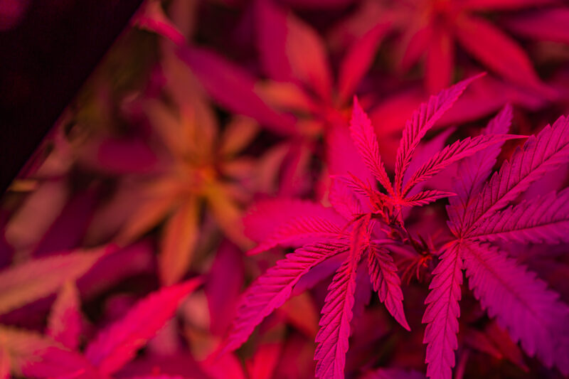 A close-up shot of some cannabis growing in red lighting.