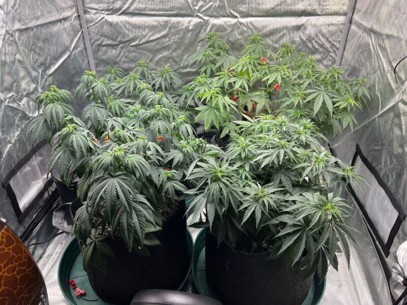 A closeup of green Cannabis, Marijuana plants in a heating plant box in proper warm condition