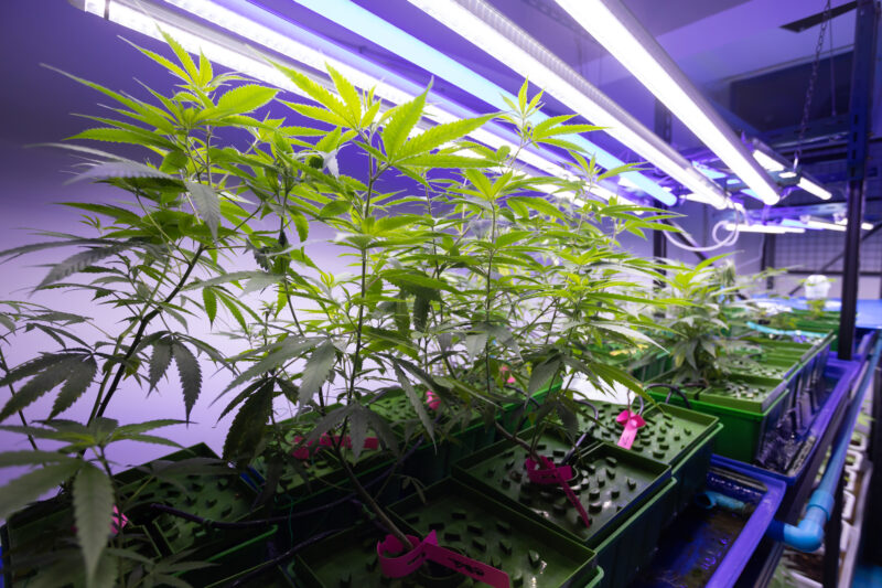 Growing operation system cannabis farm for commercial marijuana business. Growing cannabis 