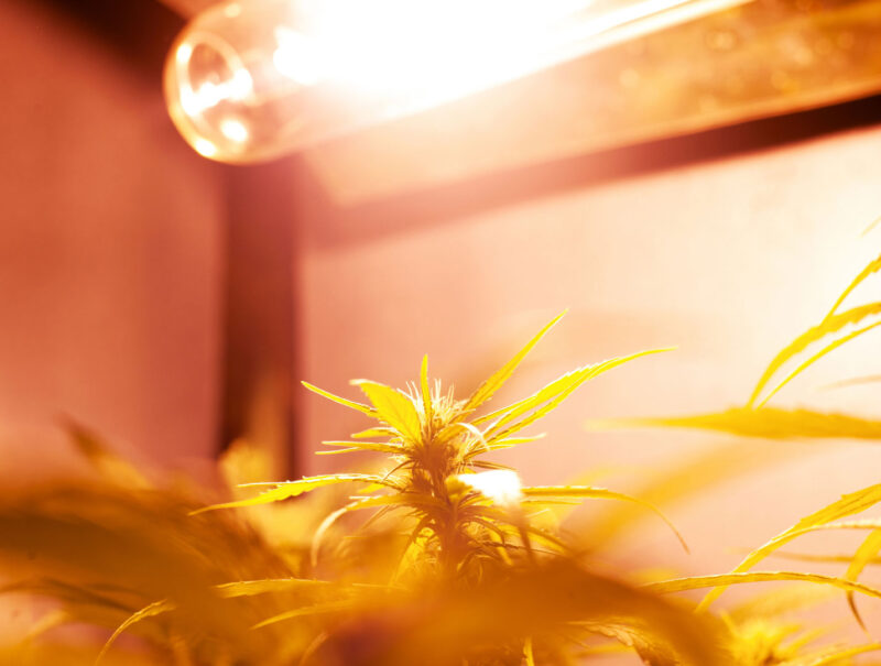 High-Intensity Discharge (HID) light with High-Pressure Sodium (HPS) spectrum reflecting on flowering cannabis plants, emphasizing light intensity and PAR for optimal bud development.