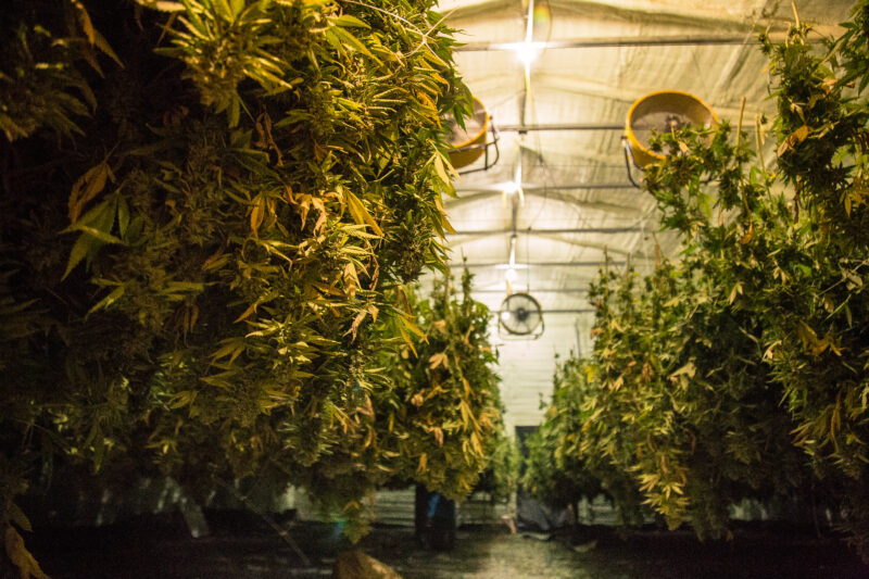  Rows of industrial cannabis plants hanging upside down on drying racks in a large, well-ventilated facility. The scene showcases efficient drying techniques for large-scale cannabis production