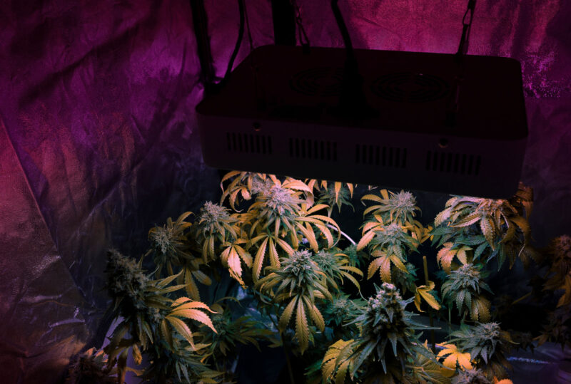 Indoor cannabis plants in the flowering stage under an LED grow light, with vibrant purple and pink hues reflecting off the grow tent walls, emphasizing bud development and controlled lighting.