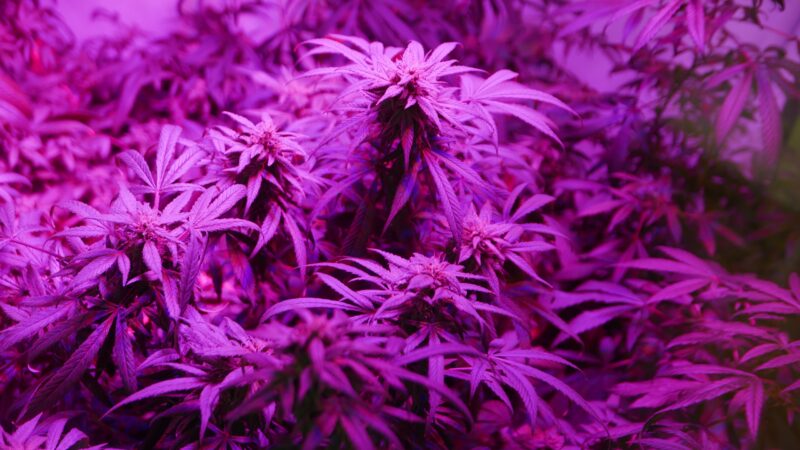 full spectrum light shot of purple Cannabis plants