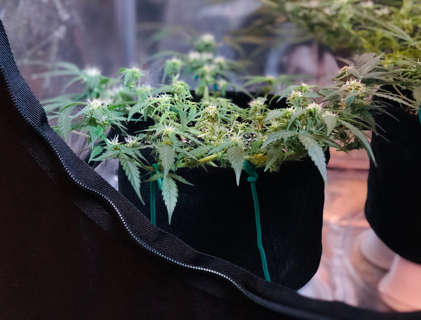 Cannabis plants trained horizontally with low-stress training ties in separate fabric pots