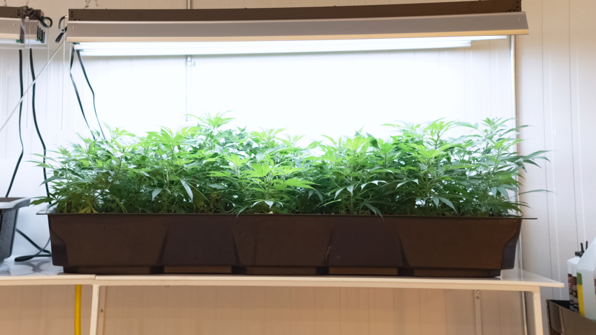 Young cannabis plants growing beneath fluorescent tubes