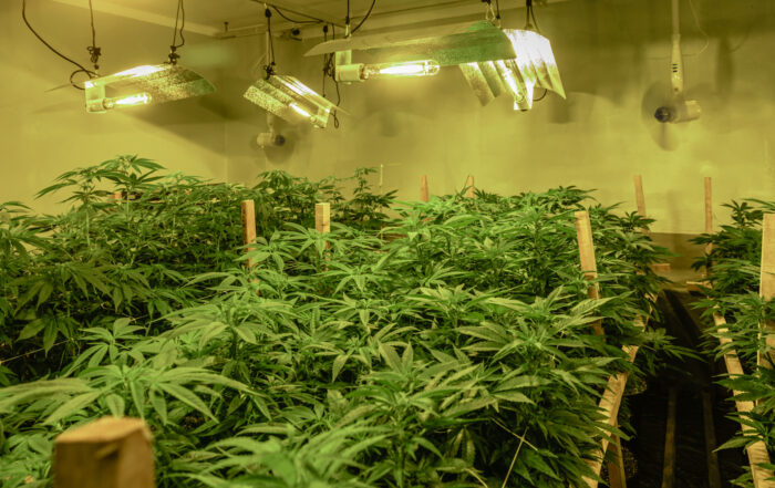 Indoor cannabis grow room with rows of plants beneath HID grow lights