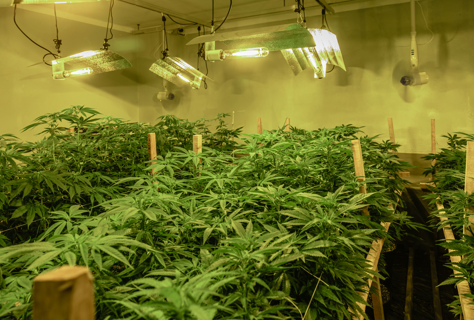 Indoor cannabis grow room illuminated by HID fixtures