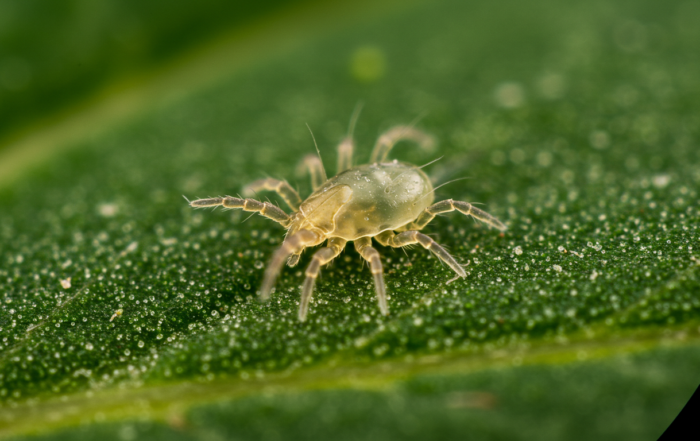 Extreme close-up view of a spider mite on a cannabis leaf, clearly showing its body, legs, and translucent appearance, highlighting its presence as a common pest affecting cannabis plants.
