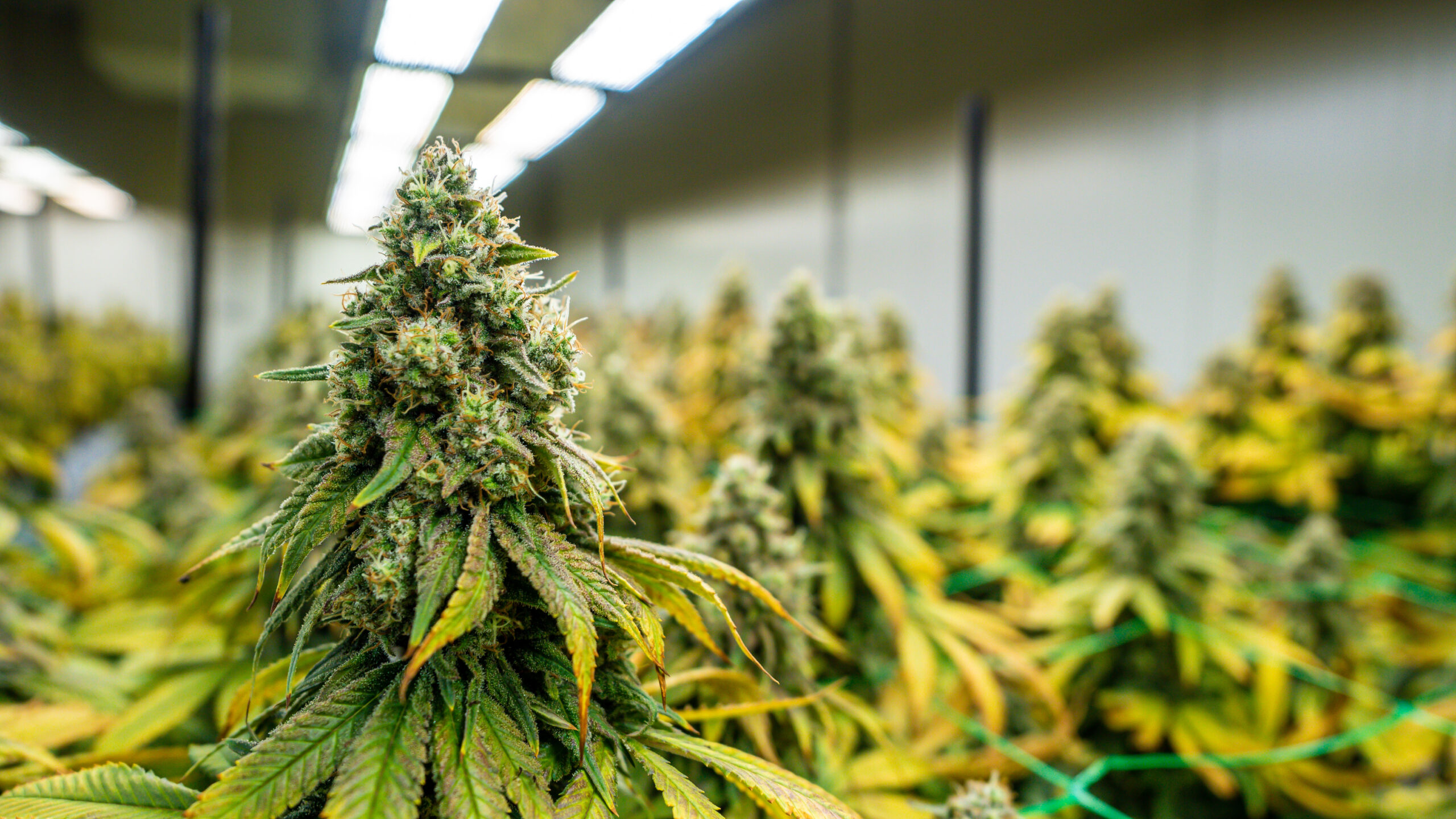 Flowers from an indoor cannabis grow Legal cannabis flowering plants. The plants are grown inside an indoor hydroponic grow with artificial lights and irrigation