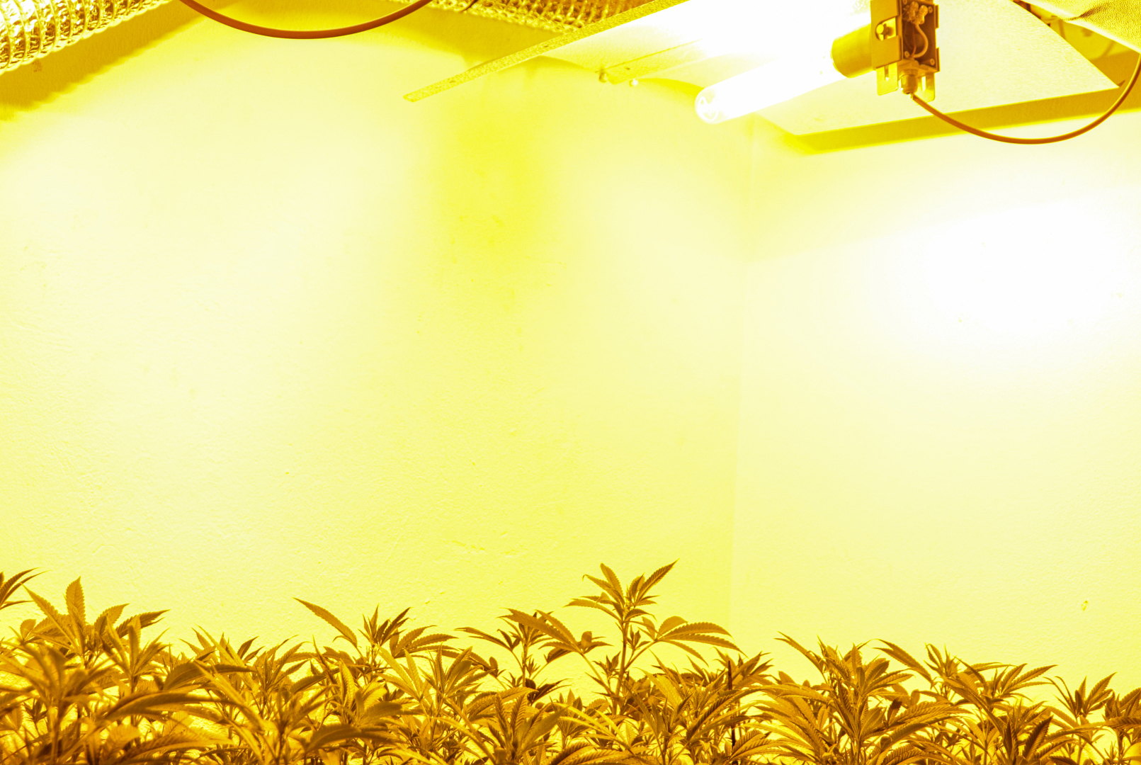 High-pressure sodium grow light reflecting over flowering cannabis