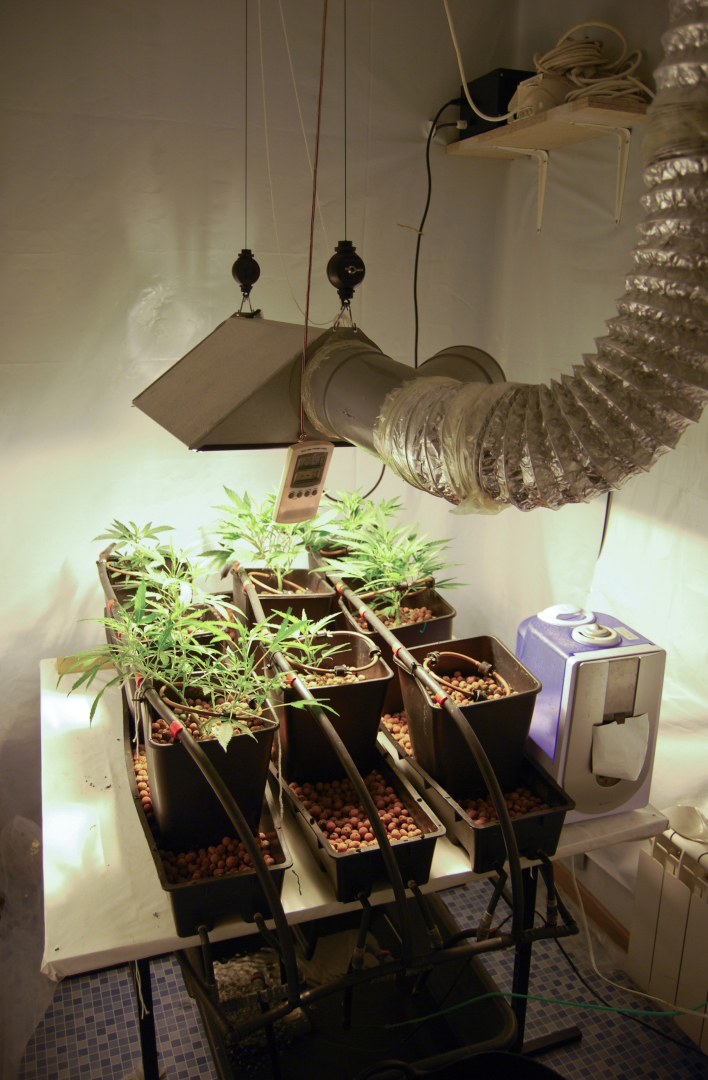 Flowering cannabis canopy under an HPS HID grow light