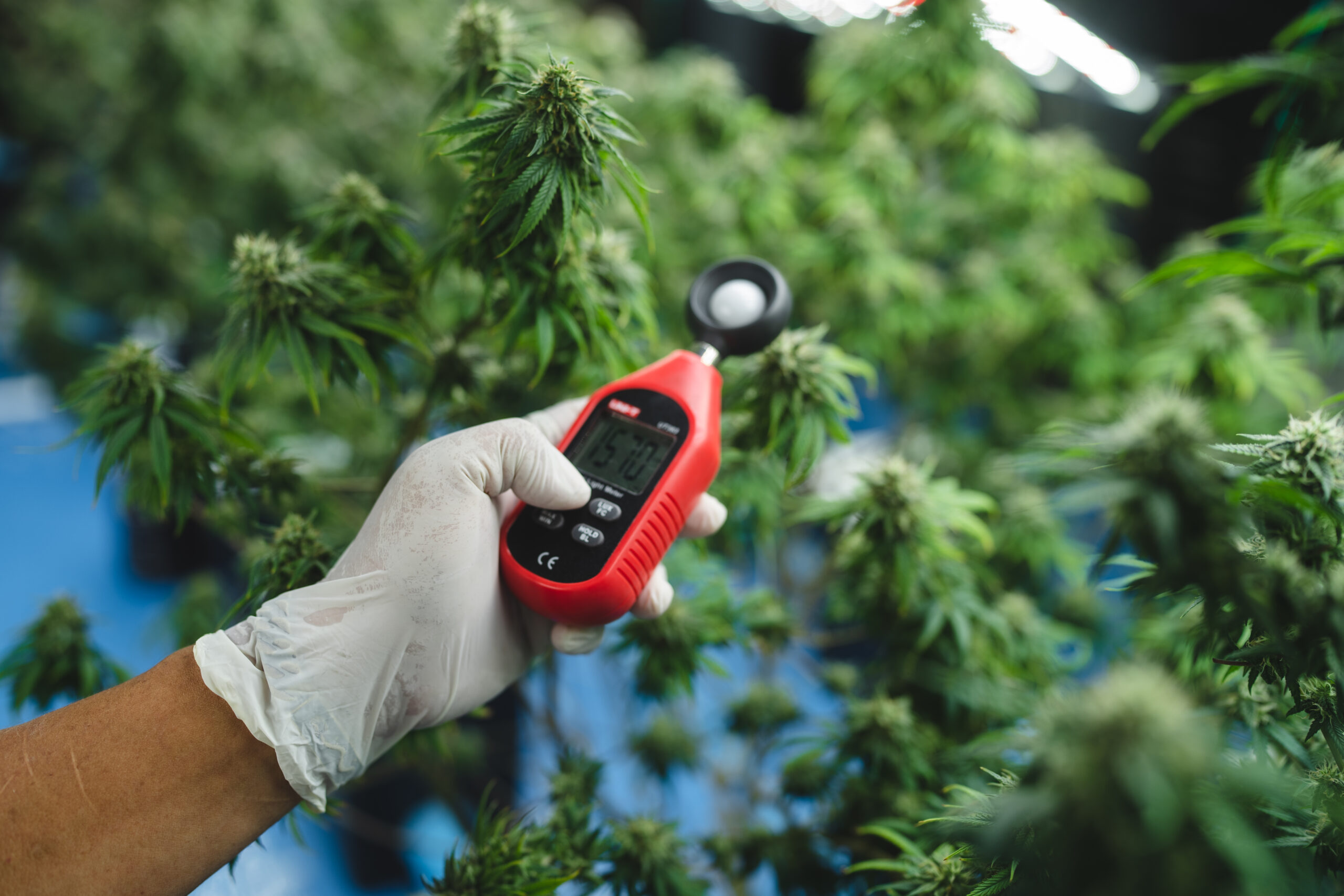 scientist checking ganja herb organic plant farm for making drug medicine and research in a laboratory, scientists wearing groves and holding the equipment in indoor greenhouse.