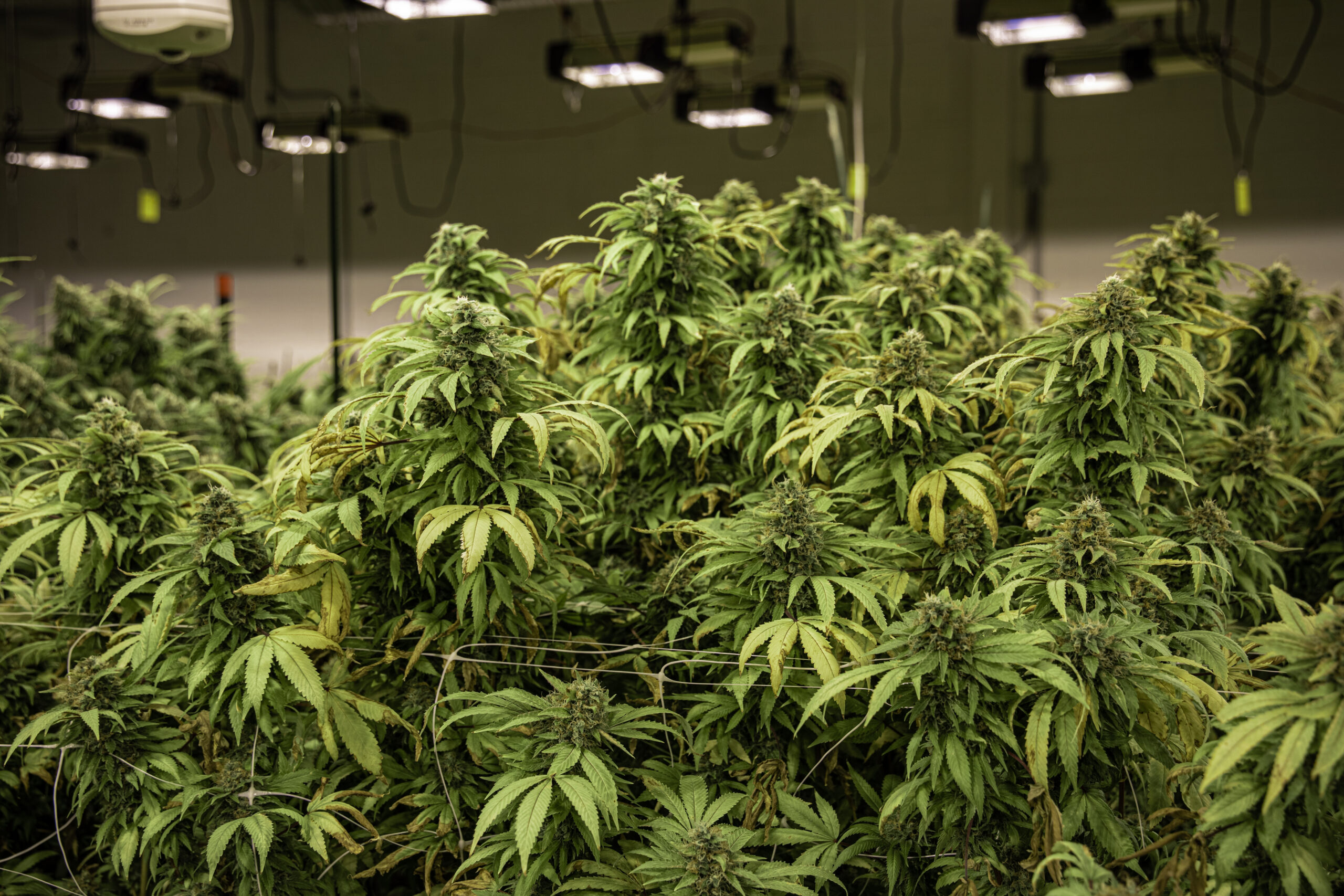 A selective of indoor cannabis farm
