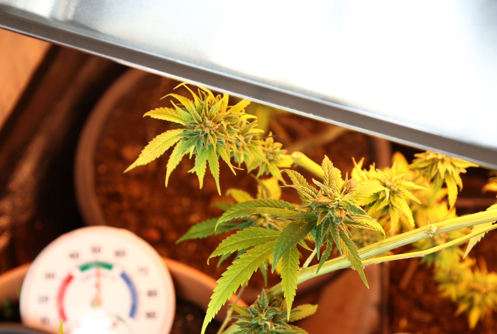 Temperature and humidity monitor positioned inside a cannabis grow tent