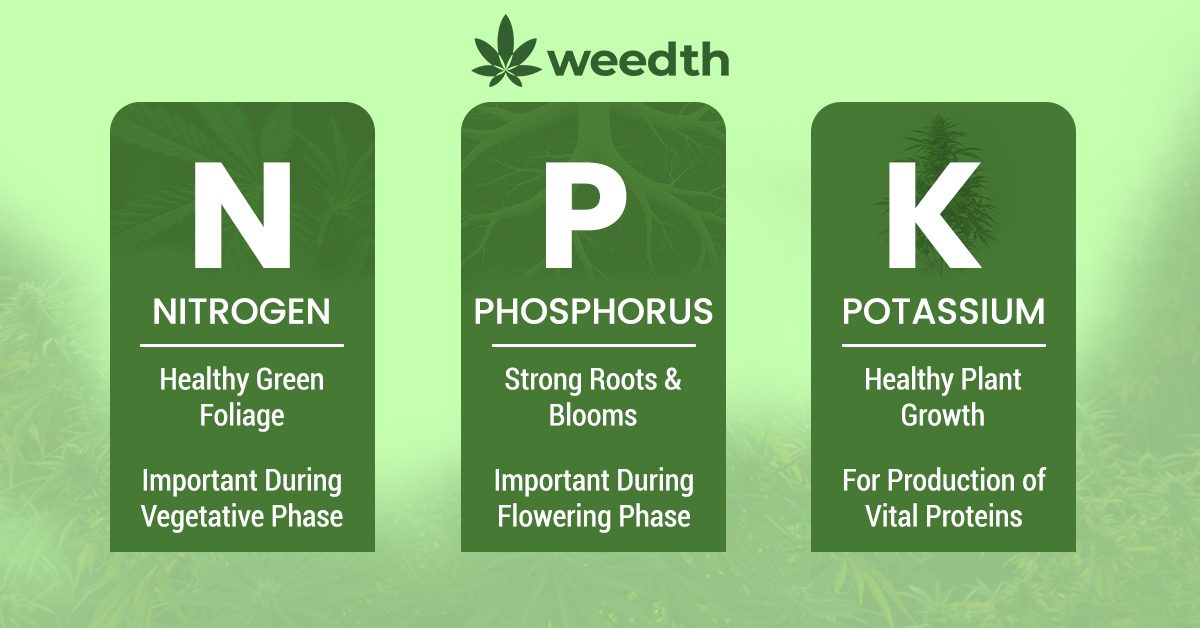 NPK infographic showing the general roles of nitrogen, phosphorus, and potassium in cannabis