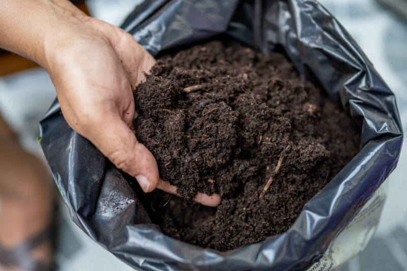 Asian woman holding peat moss organic matter improve soil for horticultural plant growing