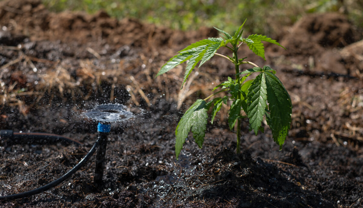 Blue Dream cannabis breed marijuana growing in the ground