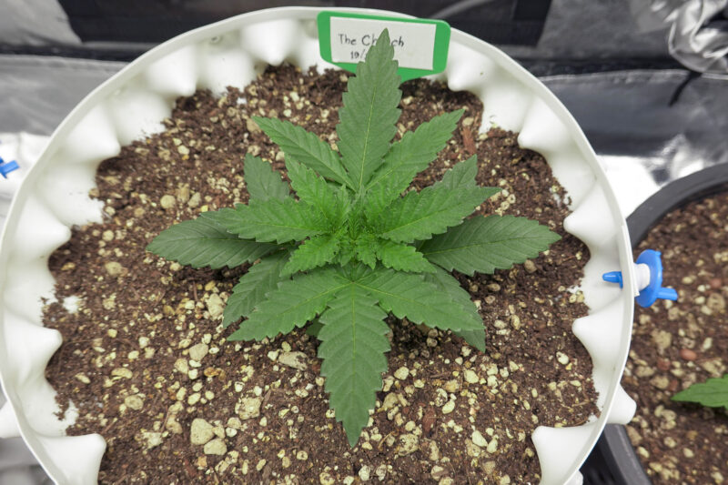 cannabis sativa leaves, Marijuana Plants Growing Indoor