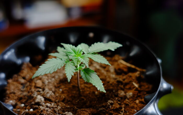 A young cannabis seedling growing in a black air-pruning pot filled with soil, captured in natural indoor lighting.
