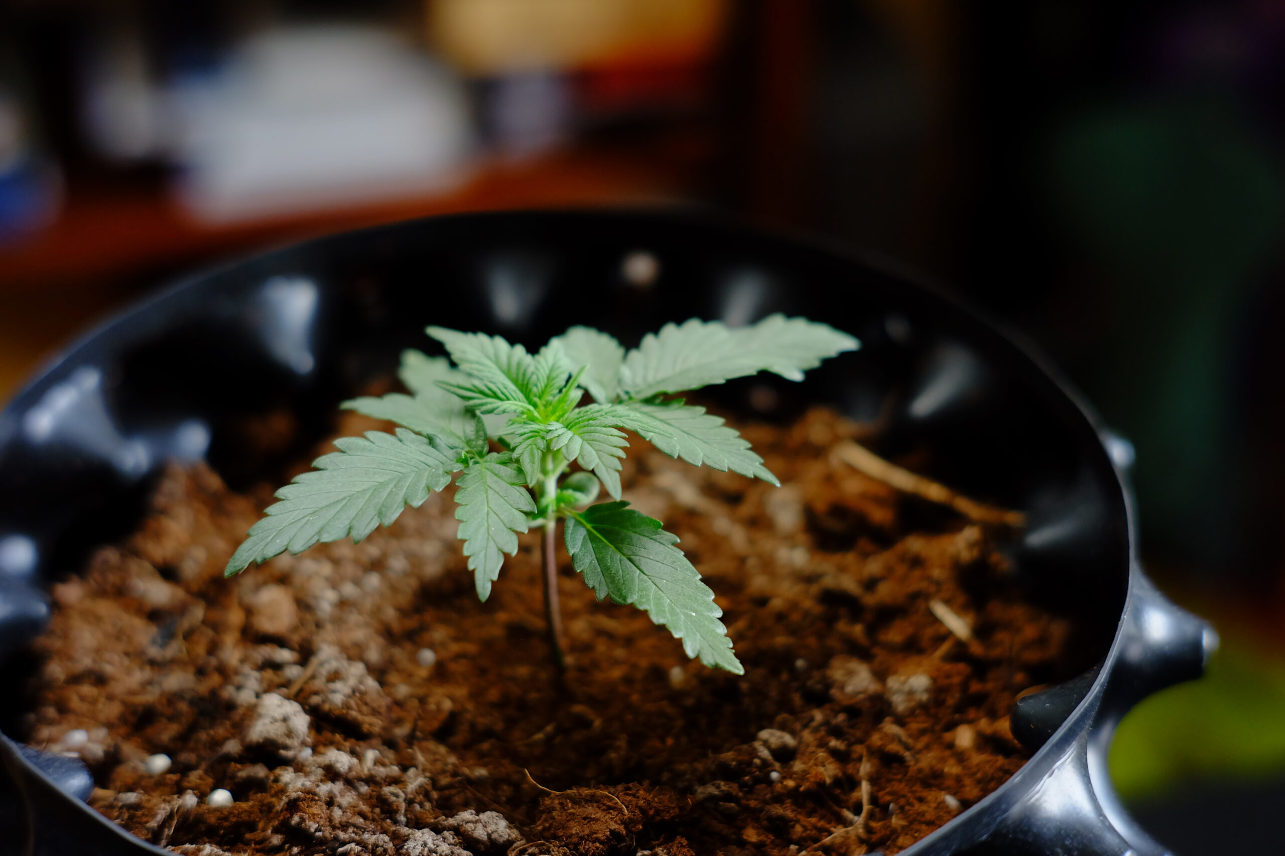 cannabis-seedling-air-pruning-pot A young cannabis seedling growing in a black air-pruning pot filled with soil, captured in natural indoor lighting.