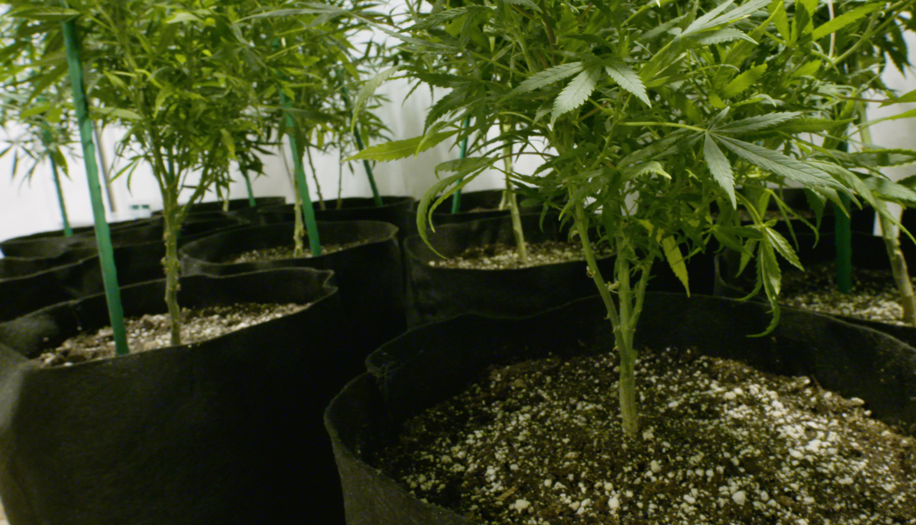Mature cannabis plant growing in a fabric pot, showing container airflow and dryback.