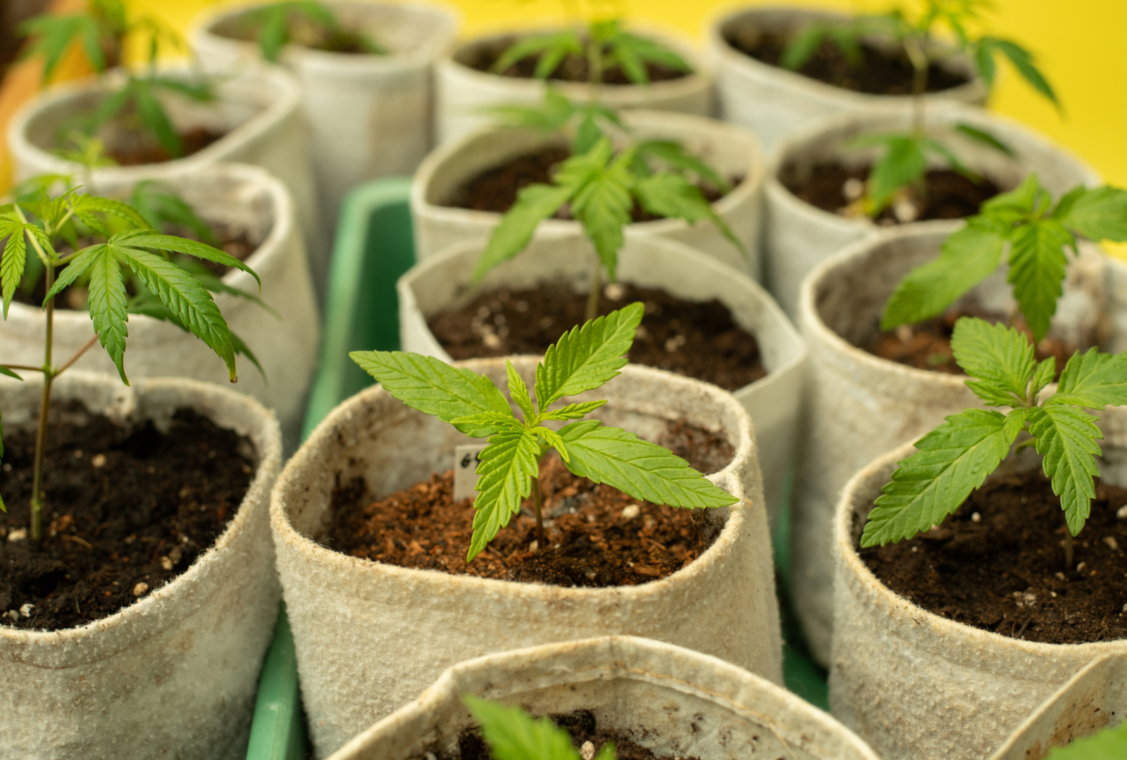 Young cannabis seedling growing in a fabric container