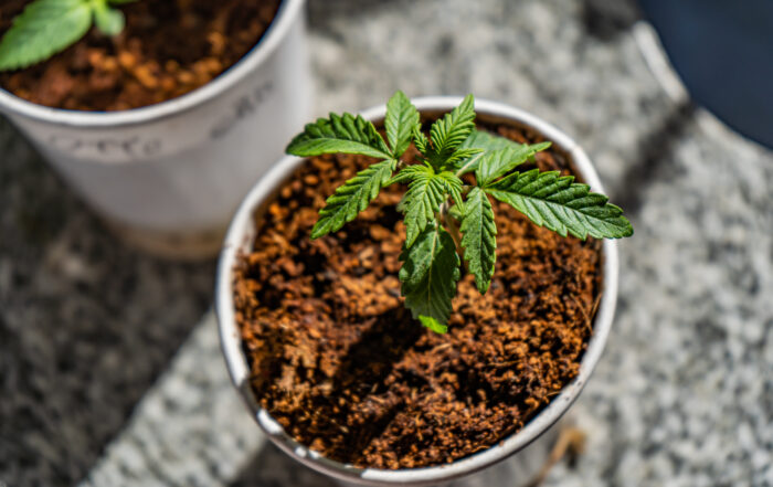 A high anagle shot of marijuana plants in a can