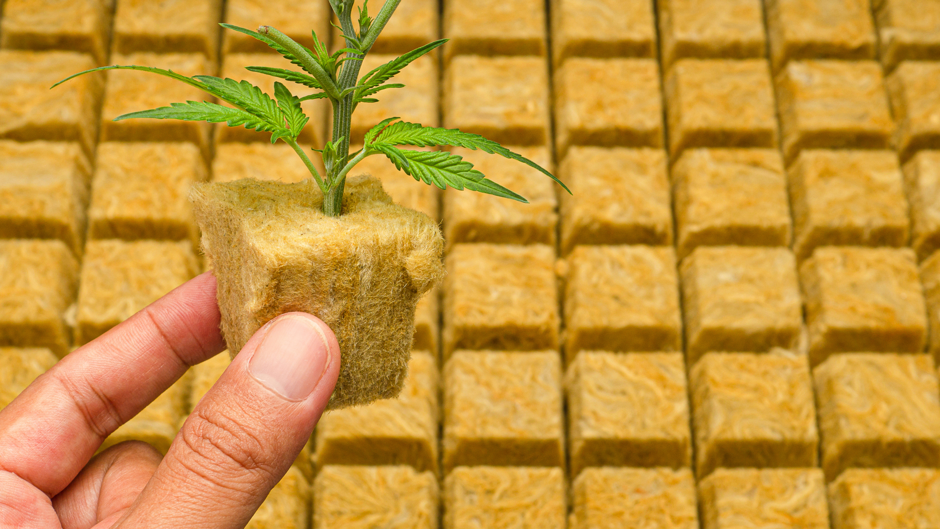 Cannabis seedling started in rockwool as an inert hydroponic medium.