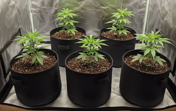 Cannabis plants growing in Smart Pots inside an indoor grow tent, demonstrating excellent aeration and healthy root development.