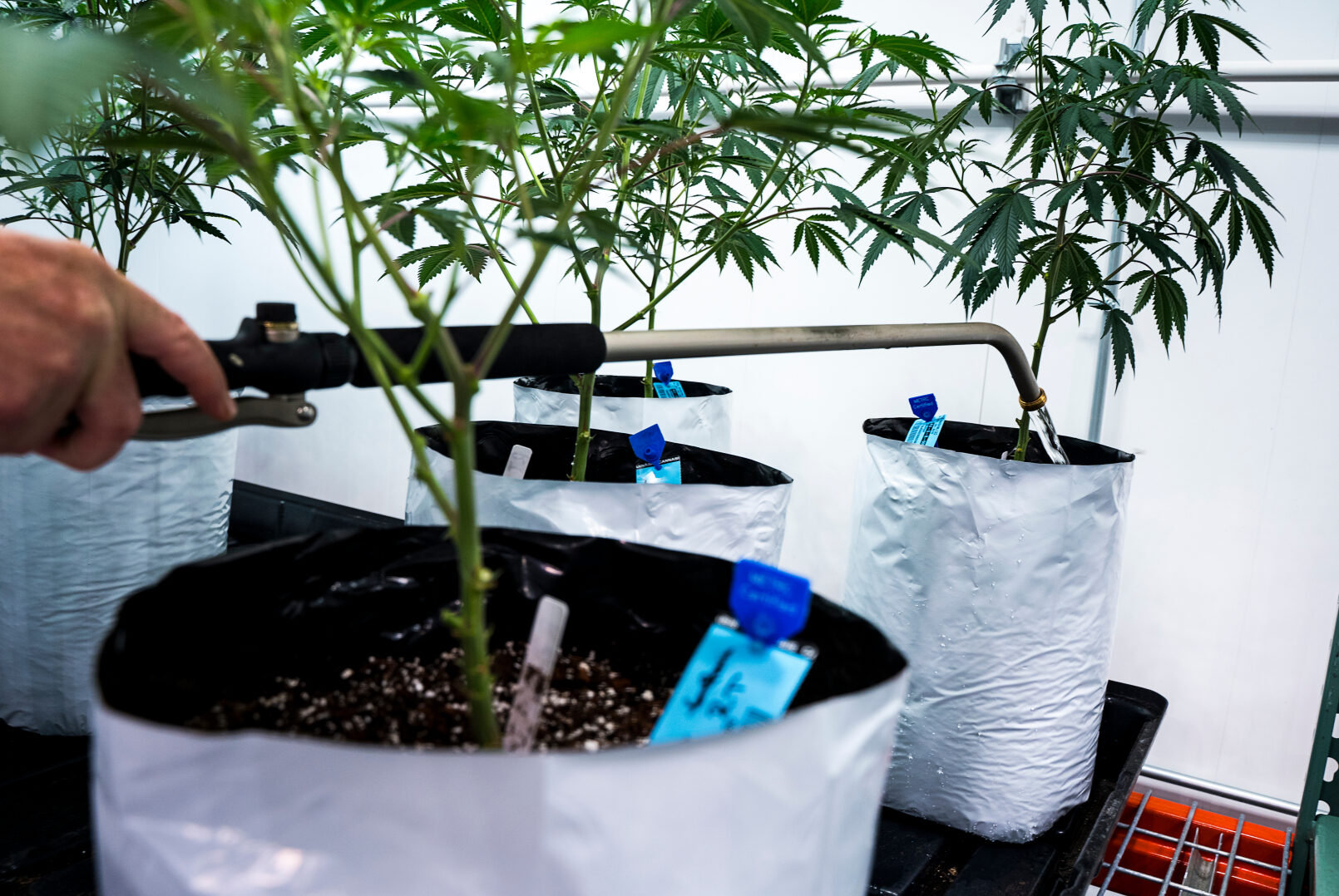 Watering cannabis plants in white grow bags to show coco and container irrigation behavior.