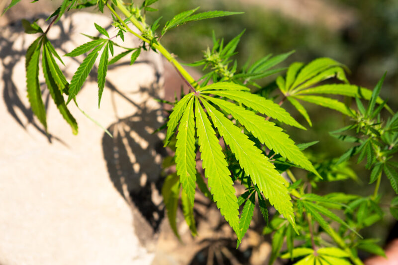 A cannabis bush in bright light with a white and yellow background with a shadow. Medicinal marijuana leaves of the Jack Herer variety are a hybrid of sativa and indica. Growing a home plant