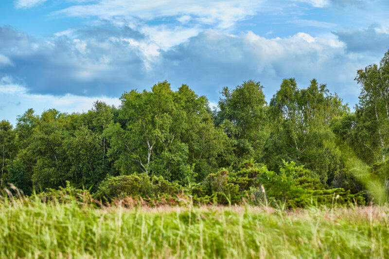 Observing the Natural Vegetation, green and lush forest.