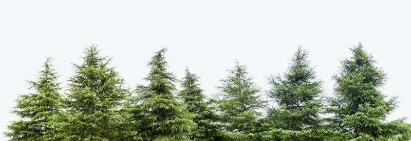 a row of cedar trees isolated on white background