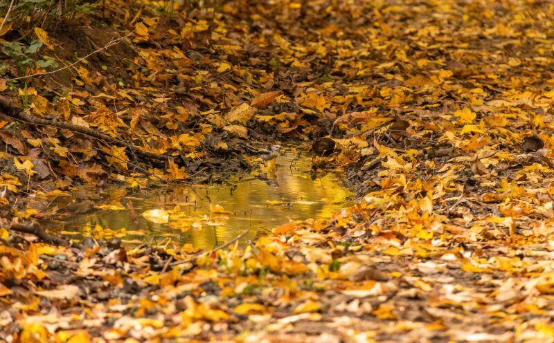 A serene autumn scene with a small puddle surrounded by fallen yellow leaves in a forest.