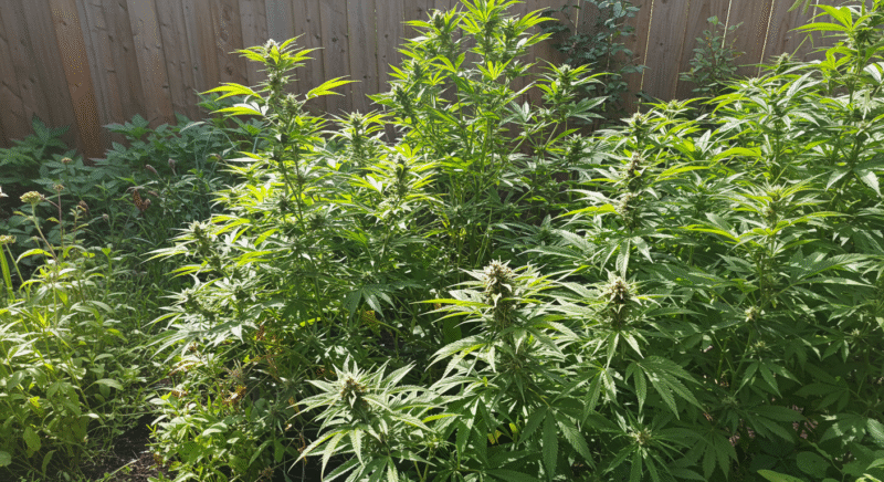 Outdoor cannabis plants thriving in a lush backyard garden beside a wooden fence, bathed in midday sunlight.