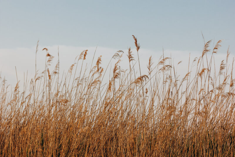beautiful dry reeds on wind and blue sky with clouds