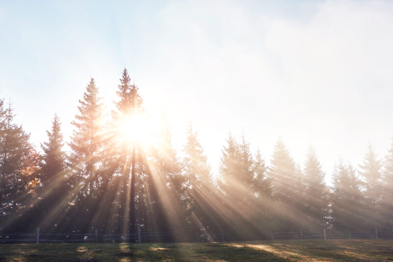 Beautiful morning fog and sunbeams in the autumn pine forest.