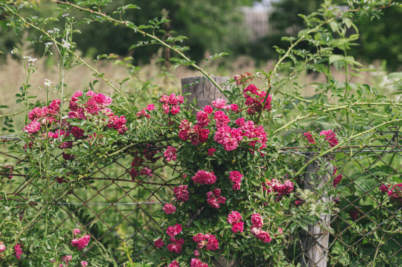 Beautiful pink roses on rustic wooden fence in sunny forsaken garden. Small cute roses blooming bush and iron old fence, countryside summer living